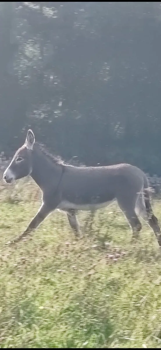 Female Donkey - Image 2