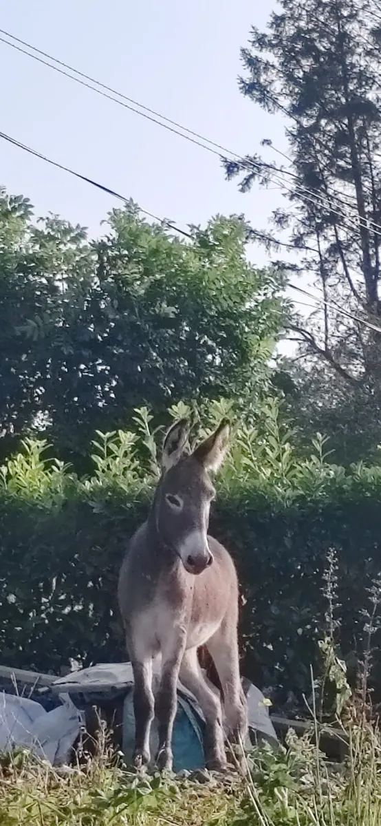 Female Donkey - Image 3