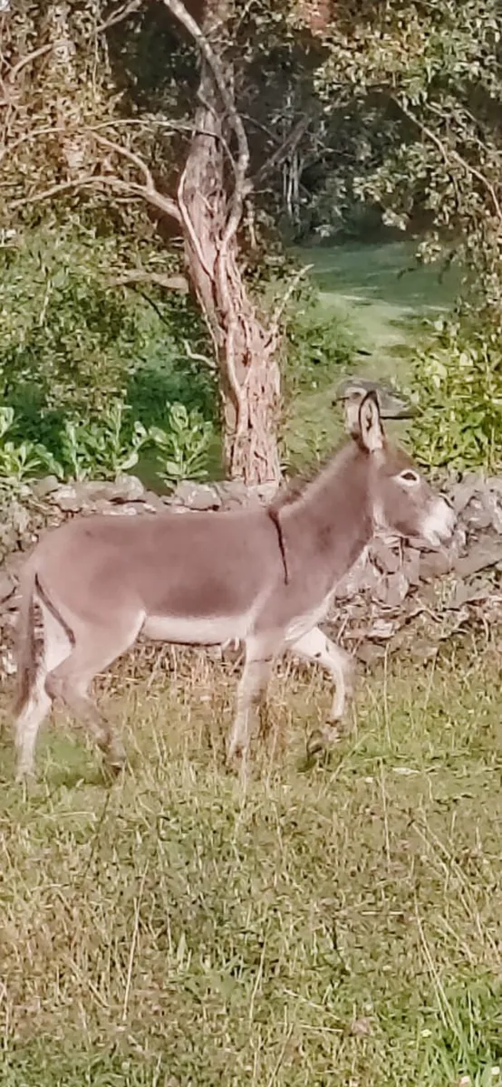 Female Donkey - Image 4