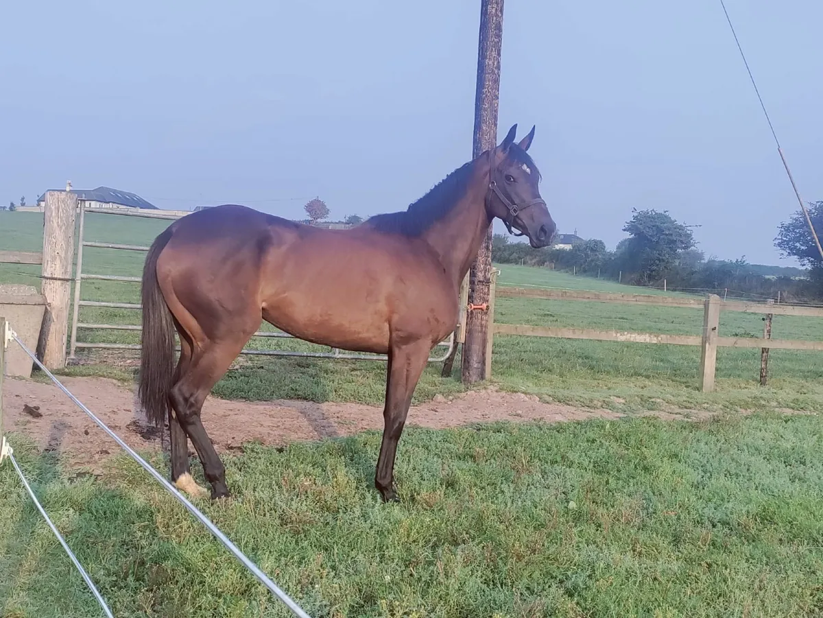 5-Year-Old Thoroughbred Mare - Image 3