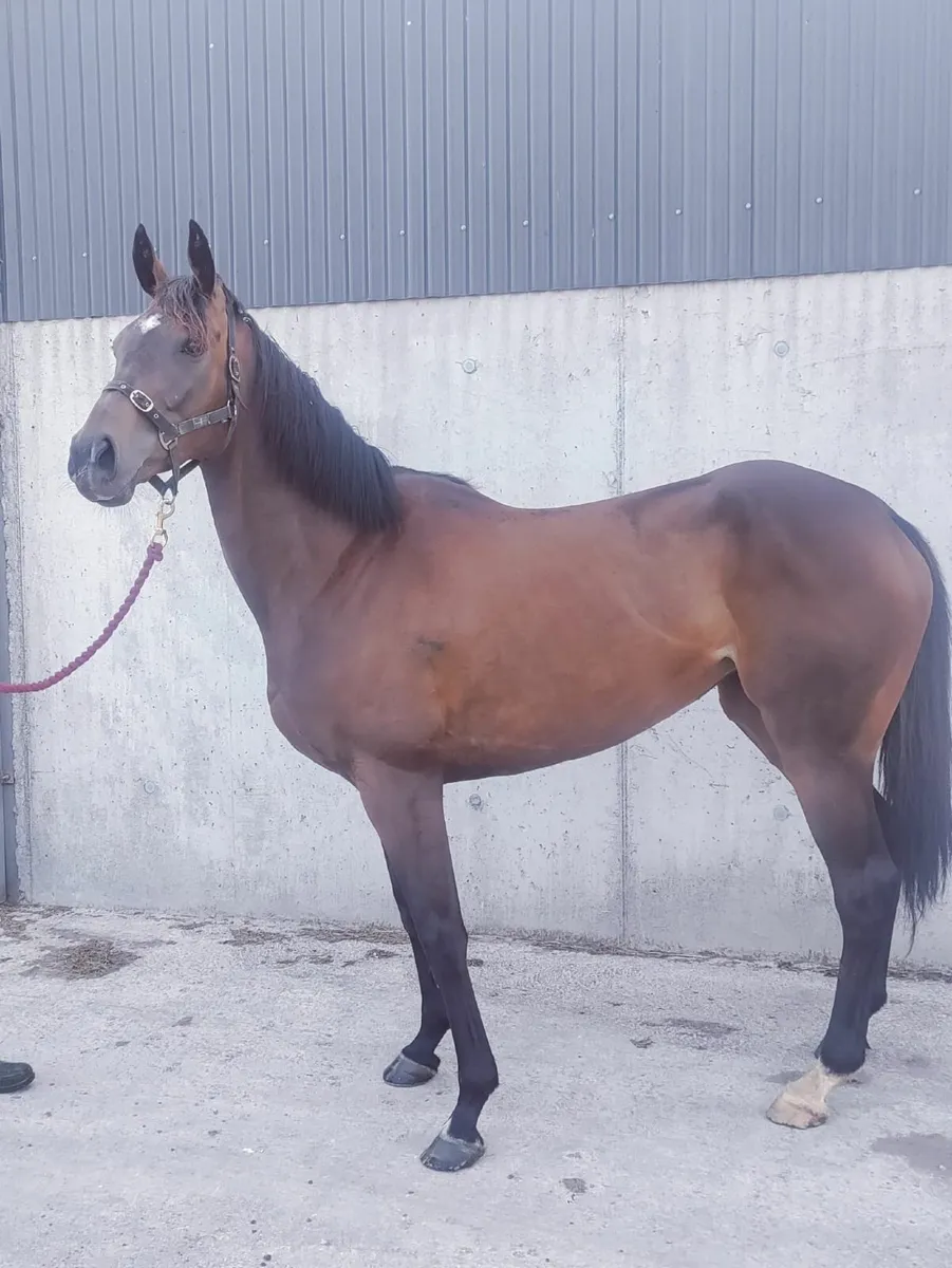5-Year-Old Thoroughbred Mare - Image 1