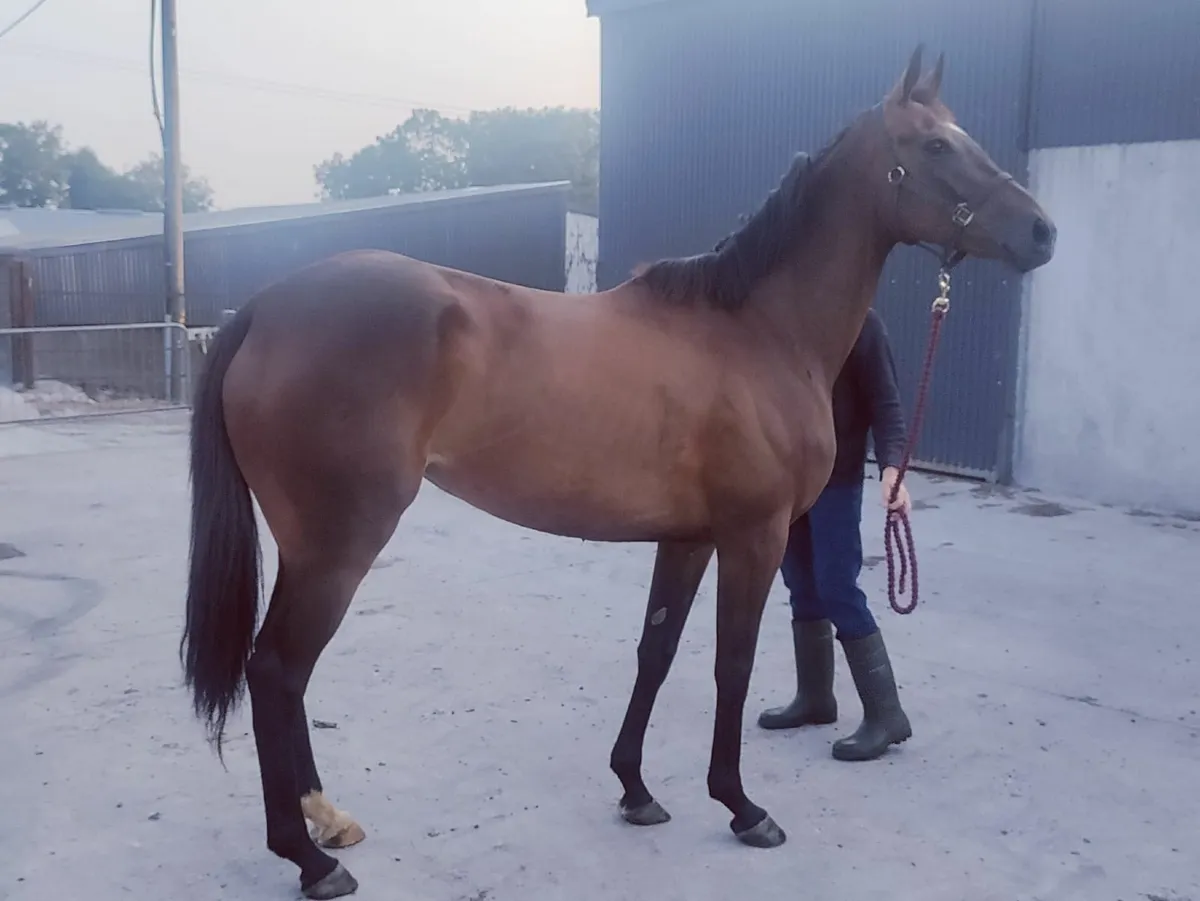 5-Year-Old Thoroughbred Mare - Image 4