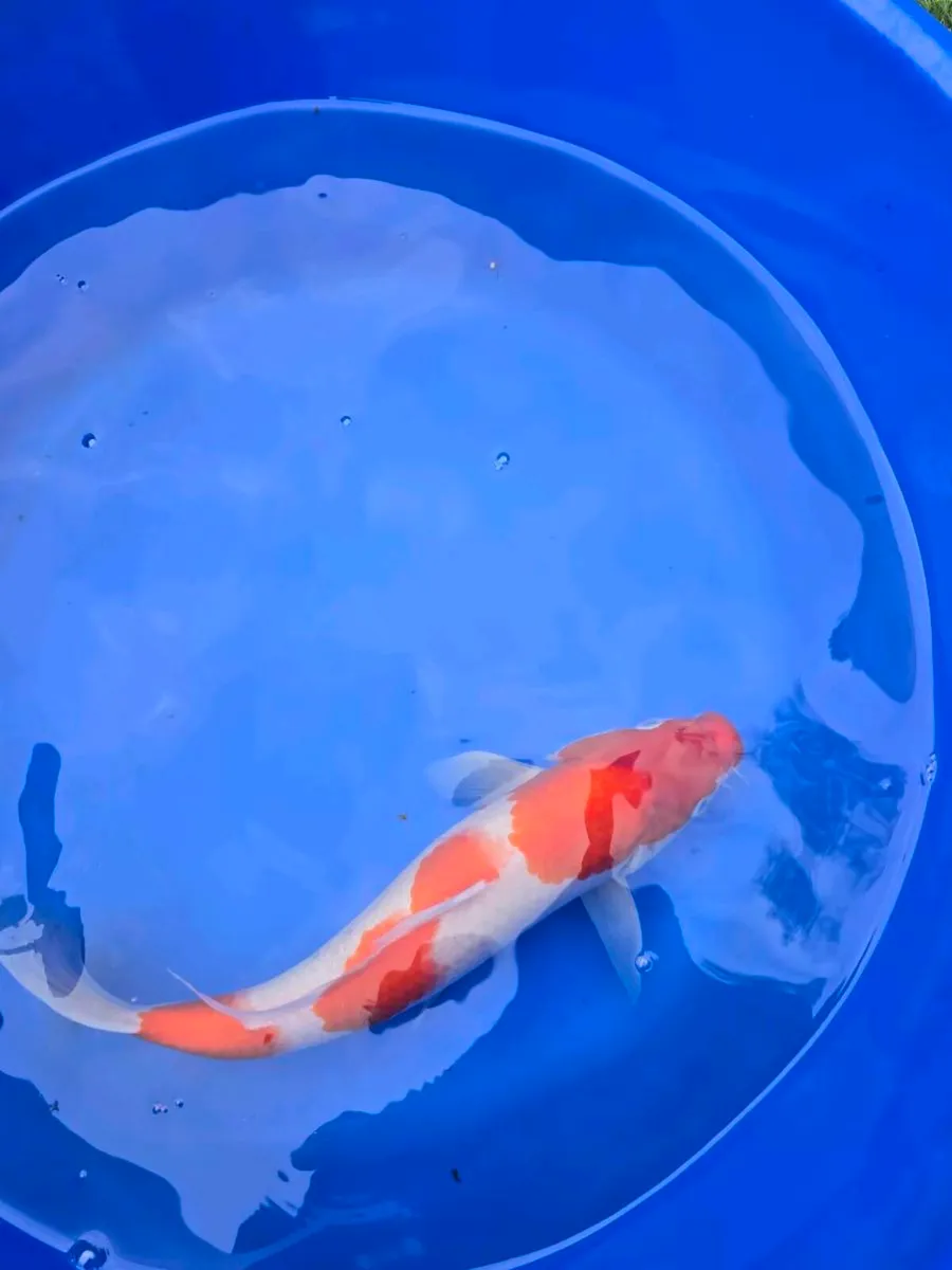 Koi and pond equipment - Image 3
