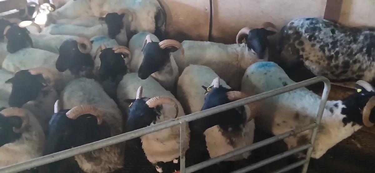 Horned Hoggets - In Coolaney Mart 16th August - Image 1