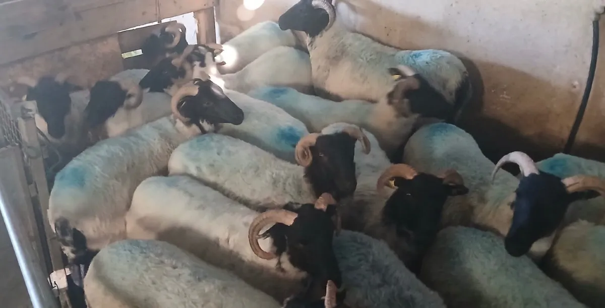 Horned Hoggets - In Coolaney Mart 16th August - Image 2
