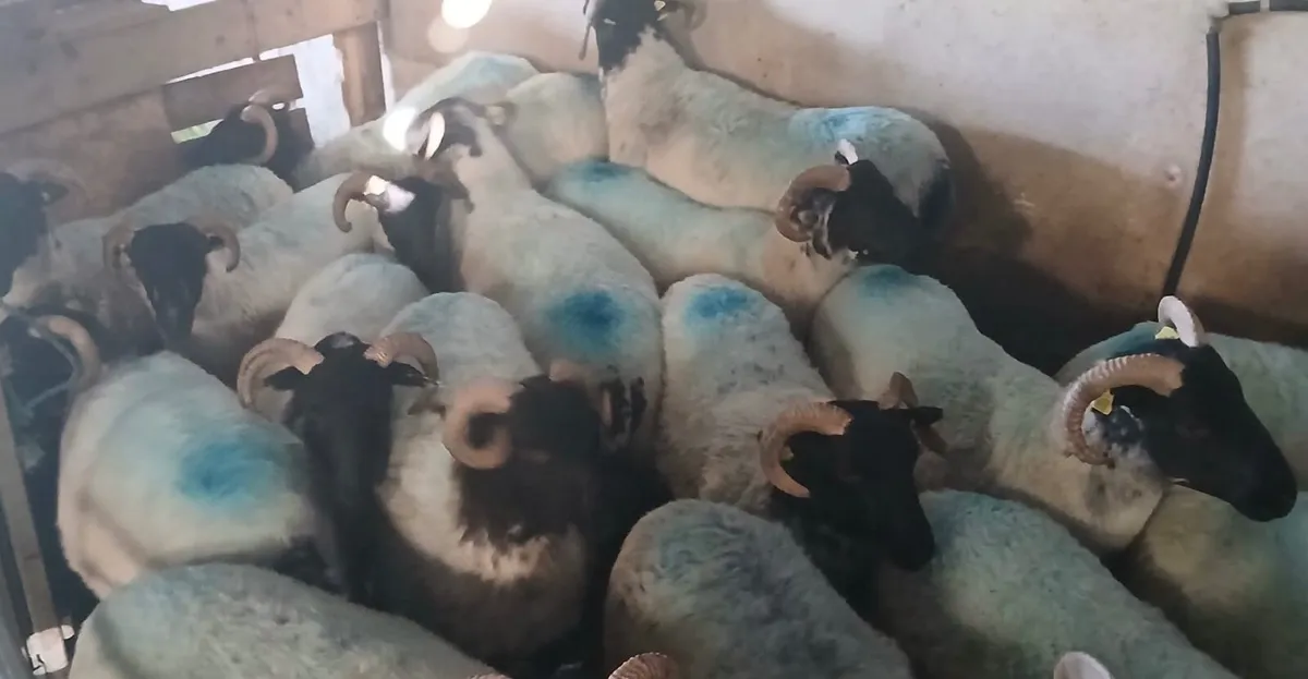 Horned Hoggets - In Coolaney Mart 16th August - Image 3