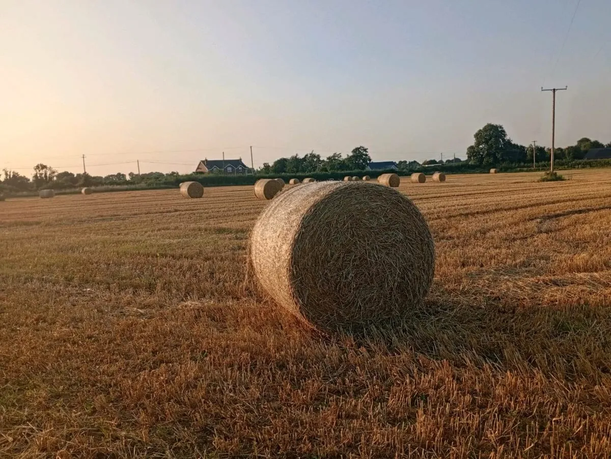 Straw - Image 1
