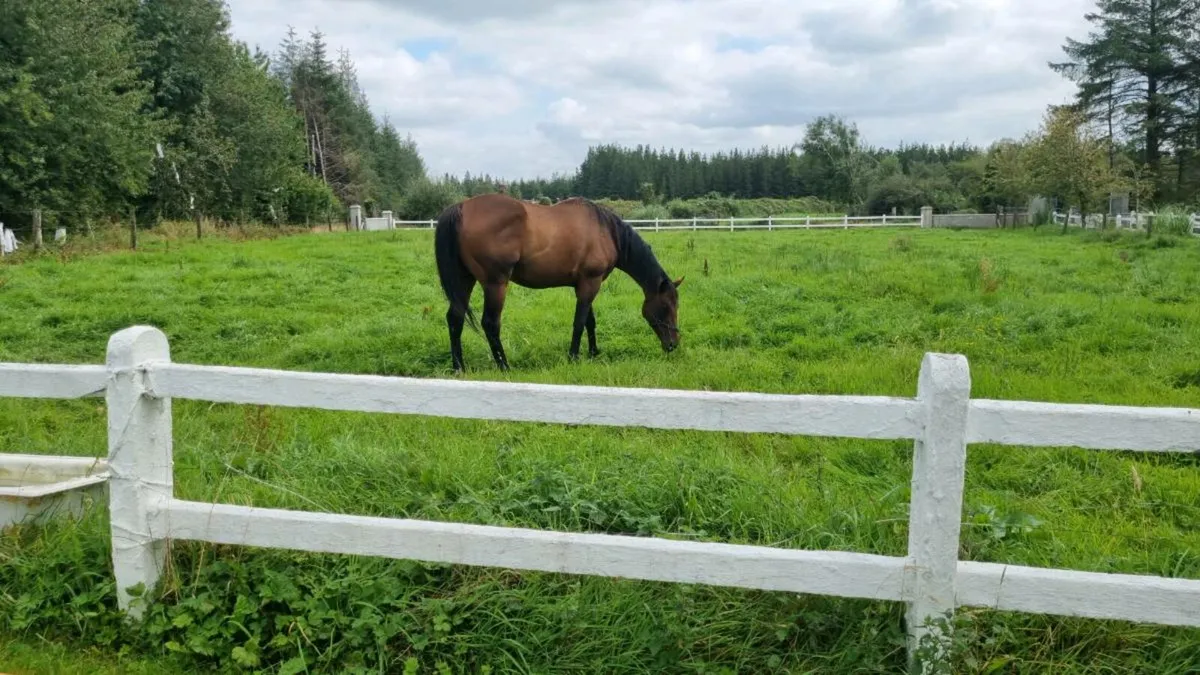 Beautiful horse Son of Epsom Derby Winner - Image 2