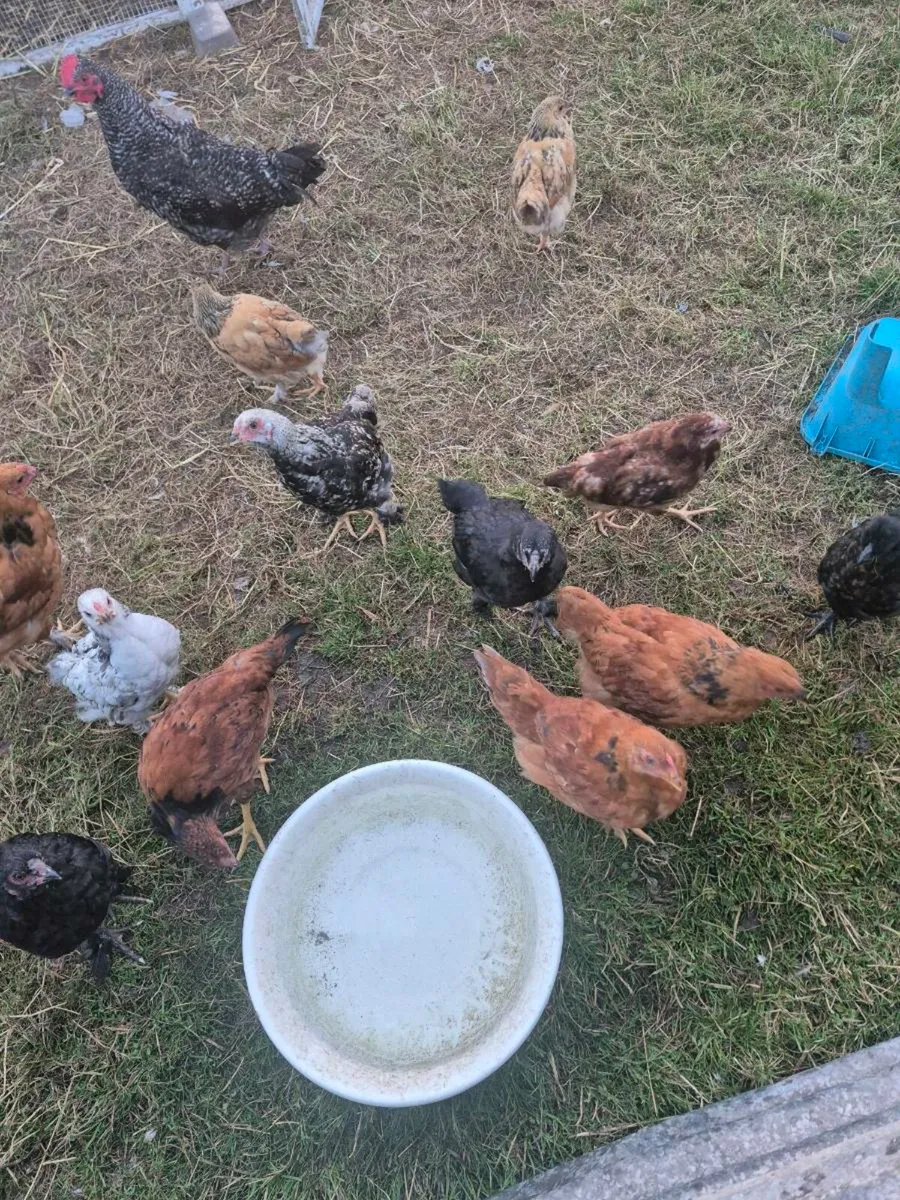 13 week old chicks / ducks - Image 1