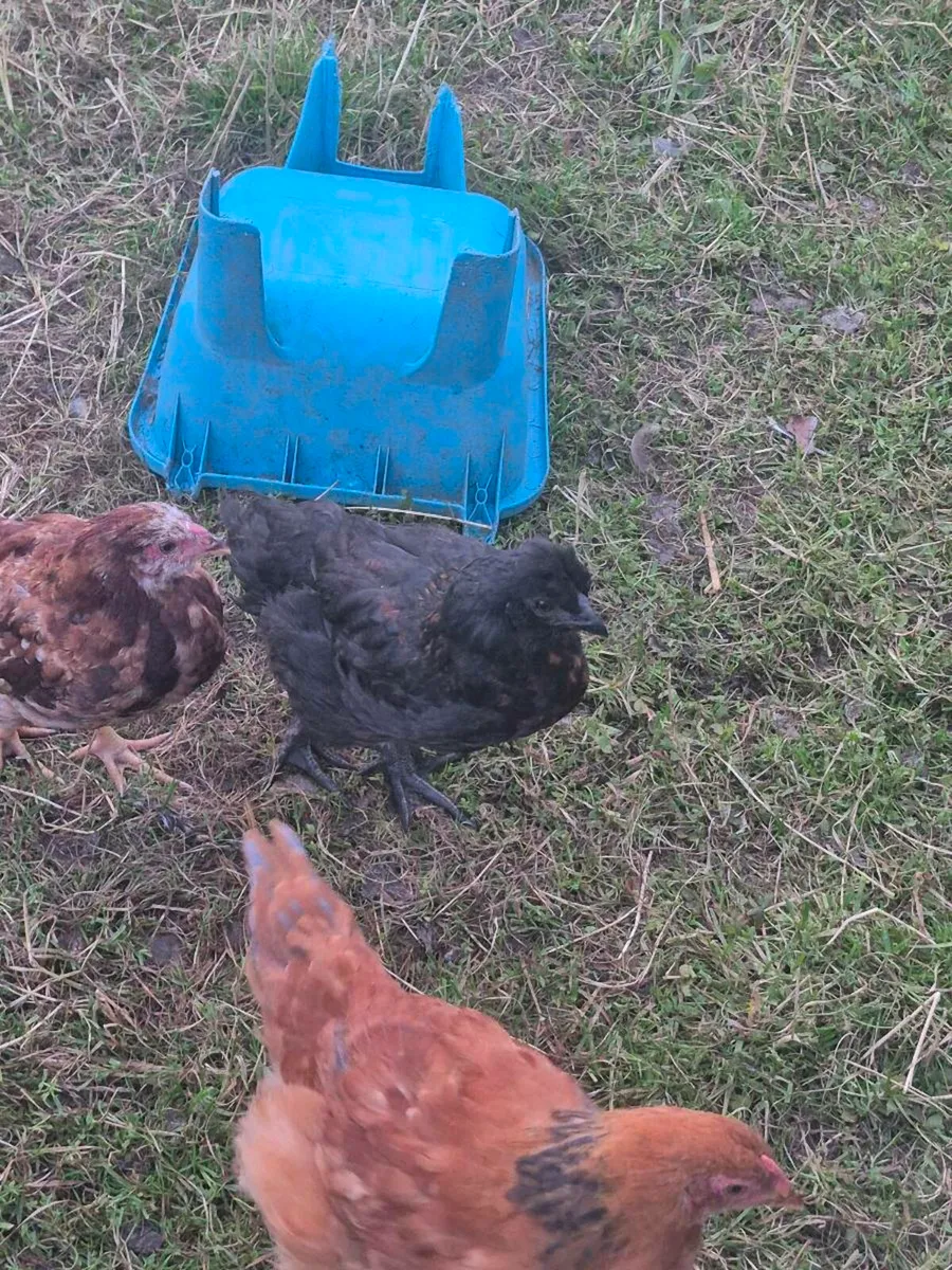 13 week old chicks / ducks - Image 2
