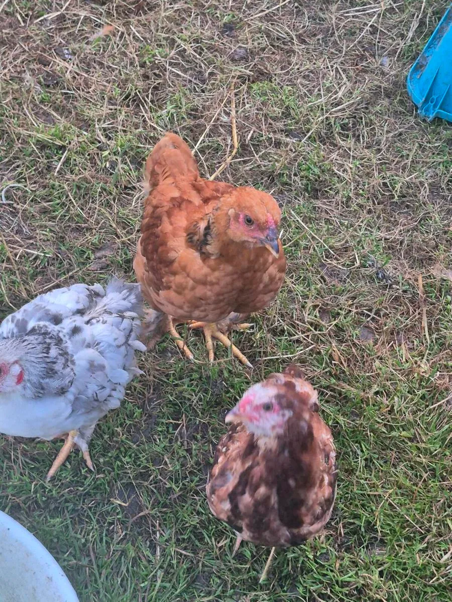 13 week old chicks / ducks - Image 3