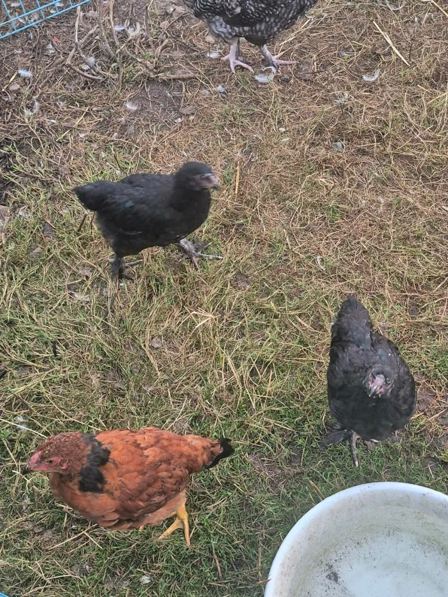13 week old chicks / ducks - Image 4