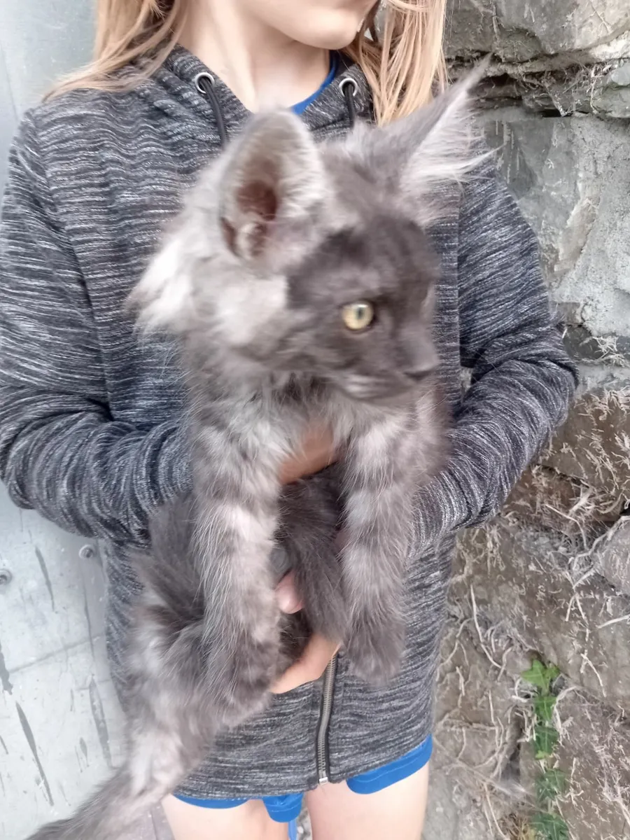 Maincoon Male Kitten - Image 1
