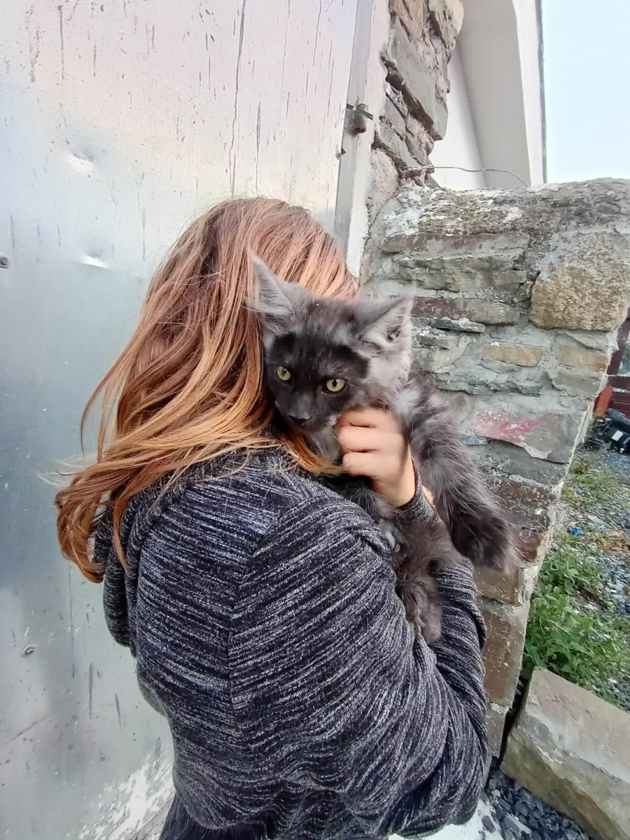 Maincoon Male Kitten - Image 2