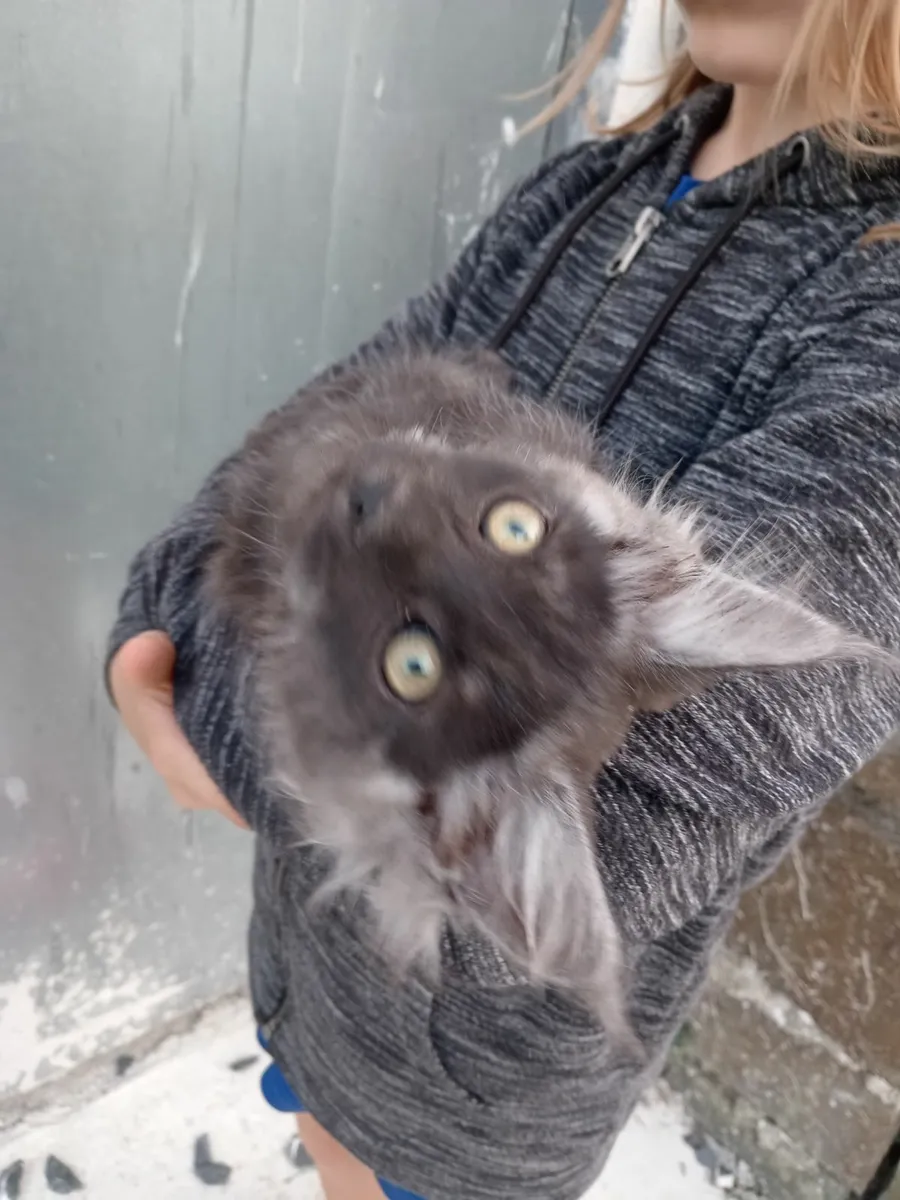 Maincoon Male Kitten - Image 3