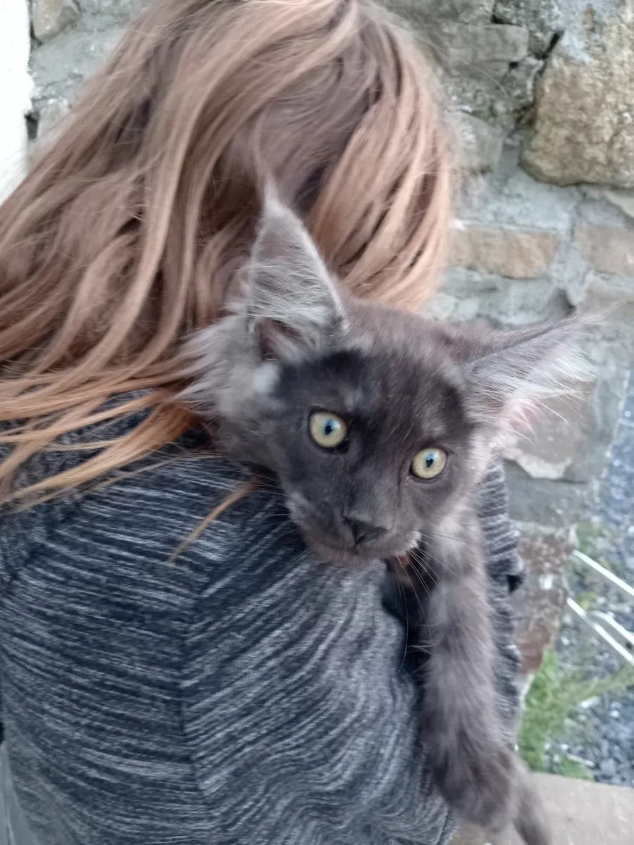 Maincoon Male Kitten - Image 4