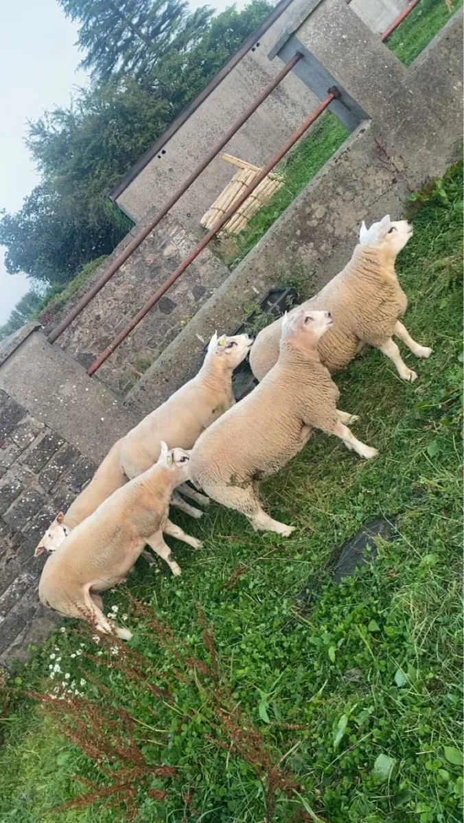 Hogget rams and lambs for sale - Image 1