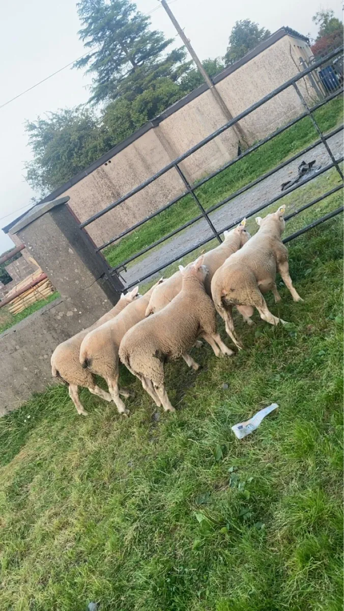 Hogget rams and lambs for sale - Image 2