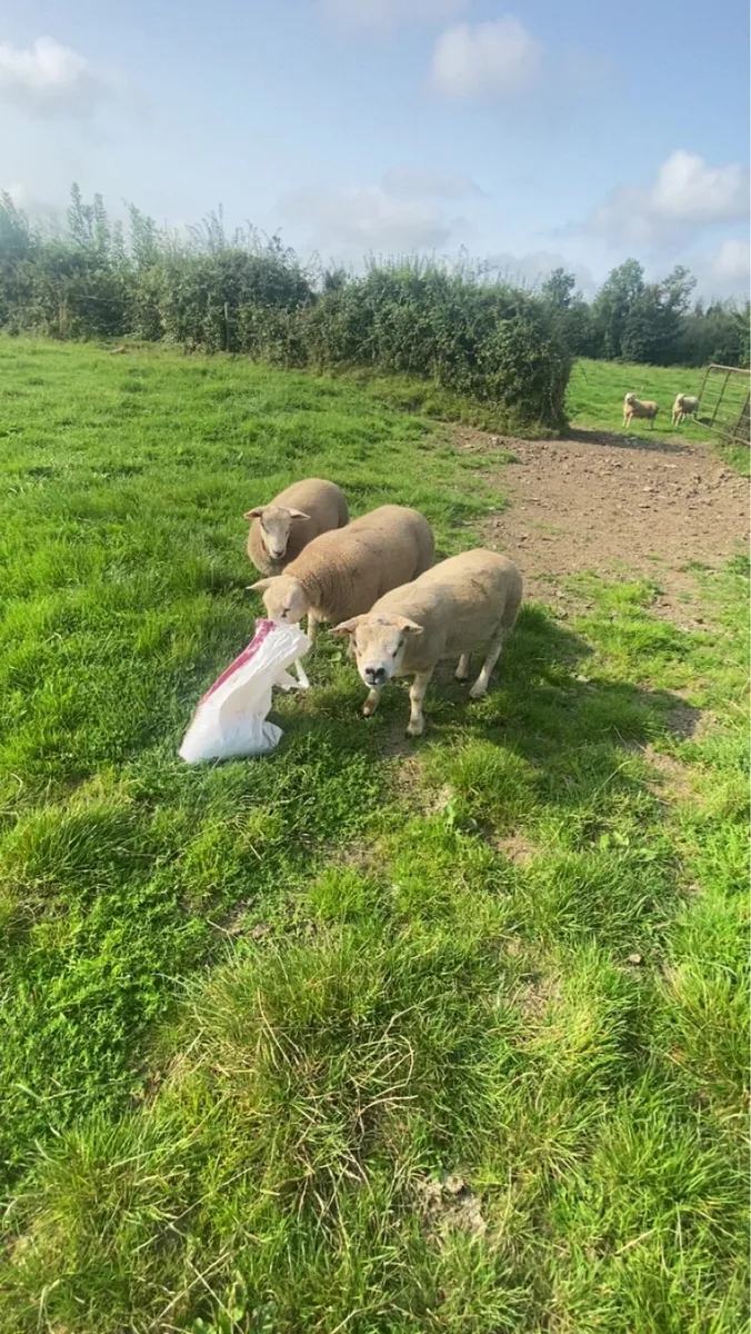 Hogget rams and lambs for sale - Image 3