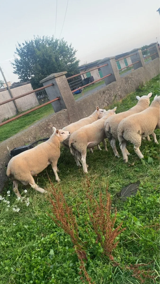 Hogget rams and lambs for sale - Image 4