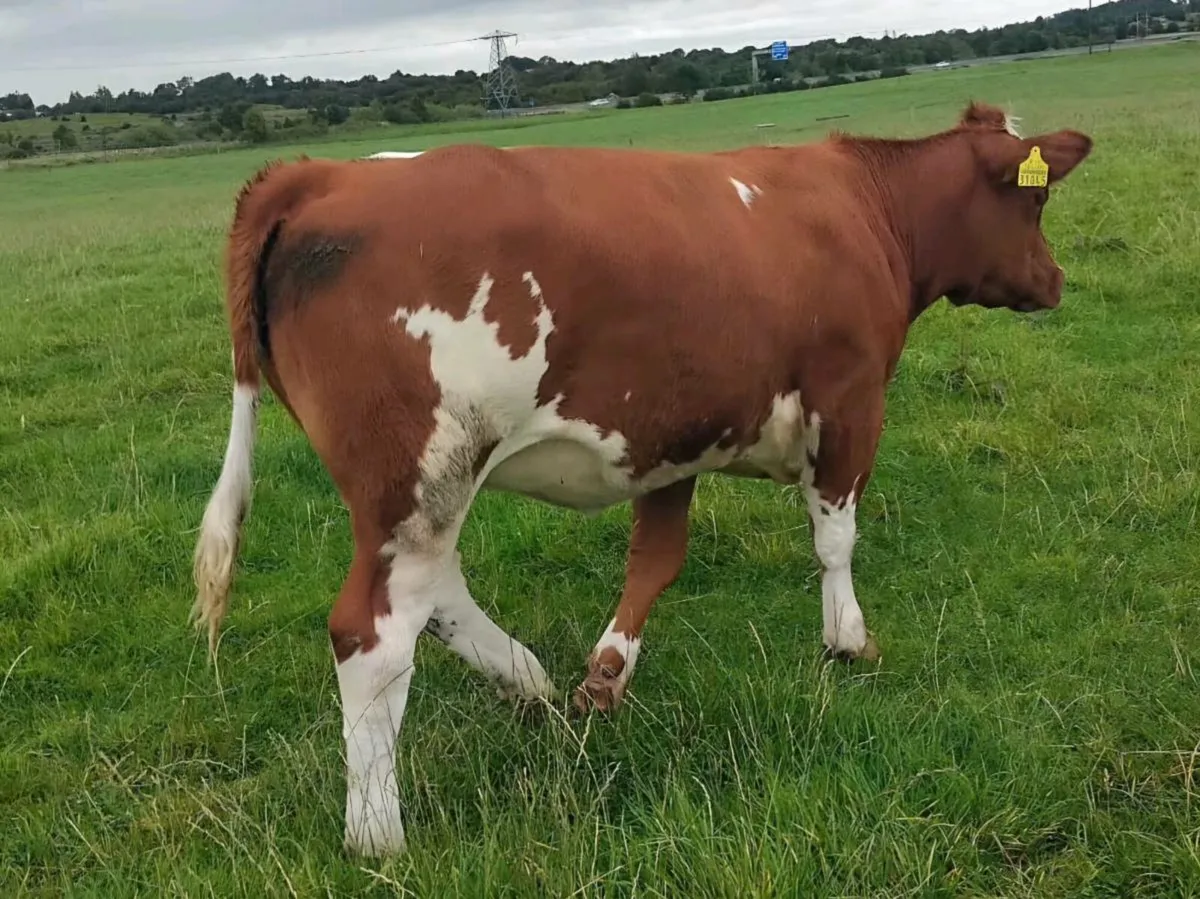 BB Weanling Heifer - Image 1