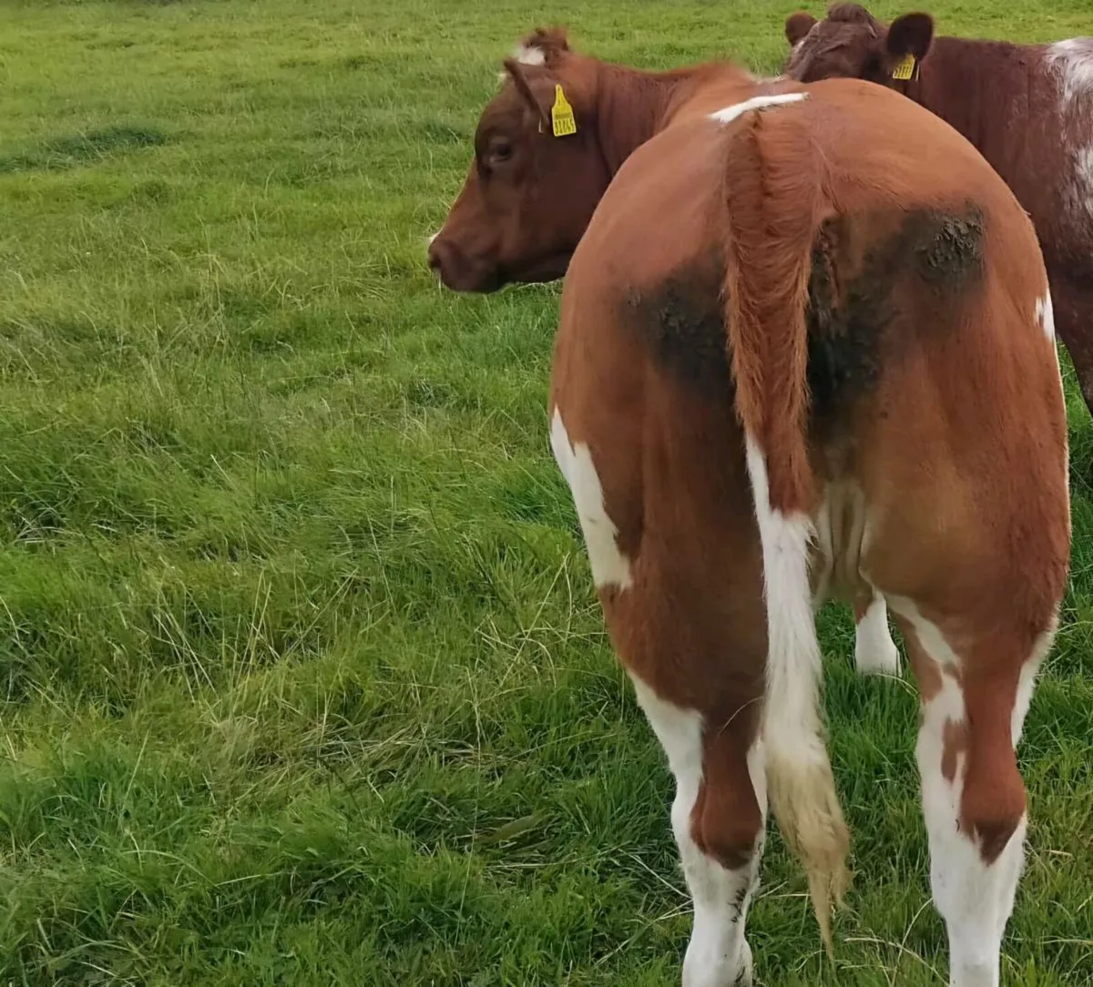 BB Weanling Heifer - Image 2