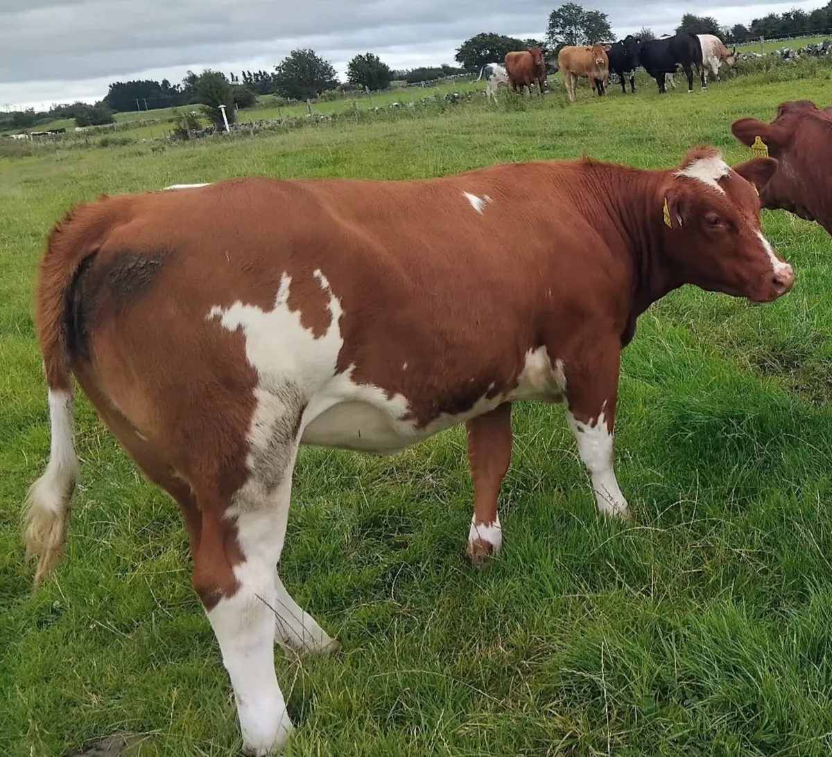 BB Weanling Heifer - Image 3