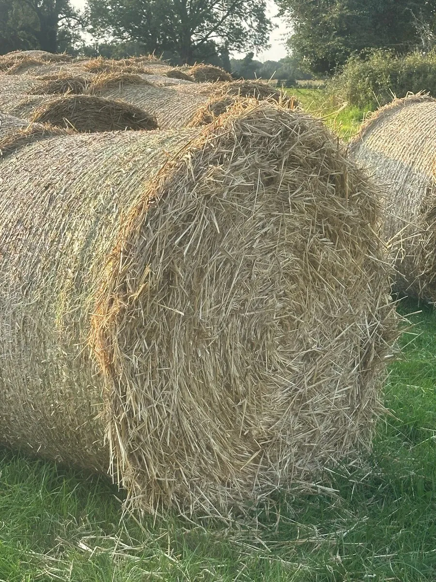 Barley Straw - Image 2