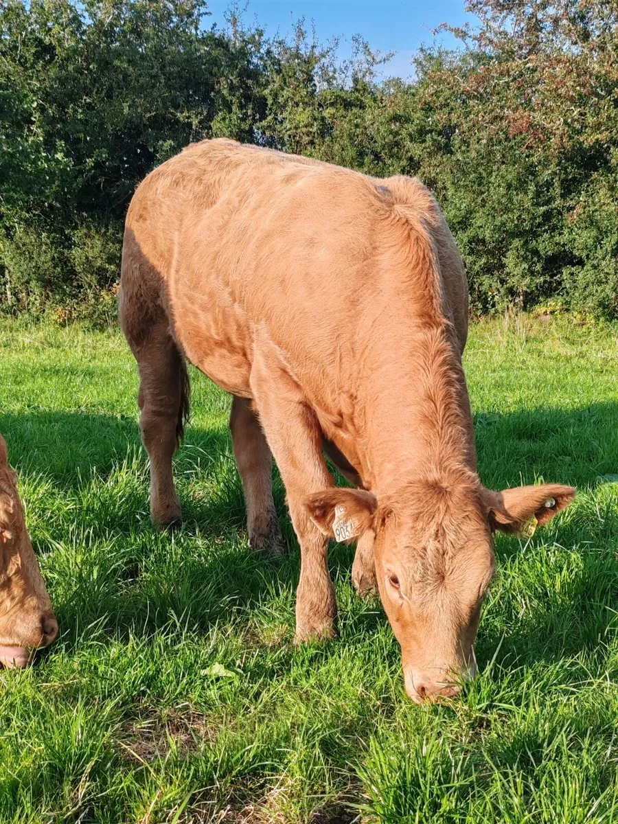 Charolais Heifer - Image 1