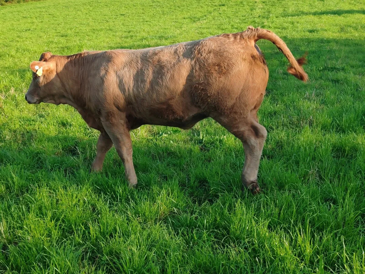 Charolais Heifer - Image 2
