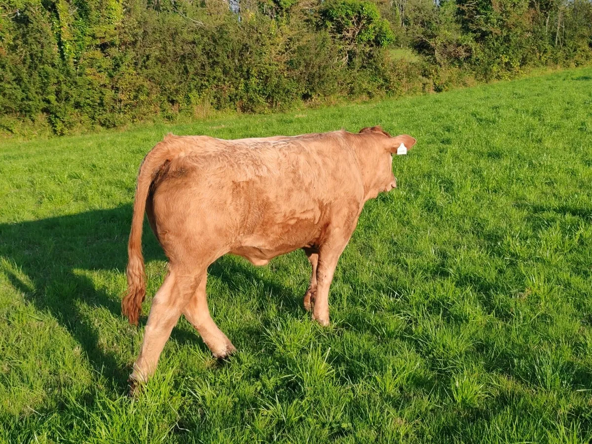 Charolais Heifer - Image 3