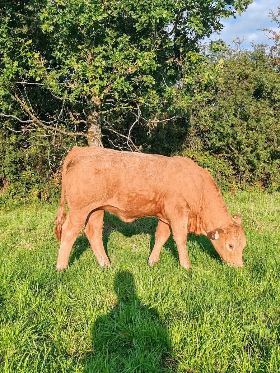 Charolais Heifer - Image 4