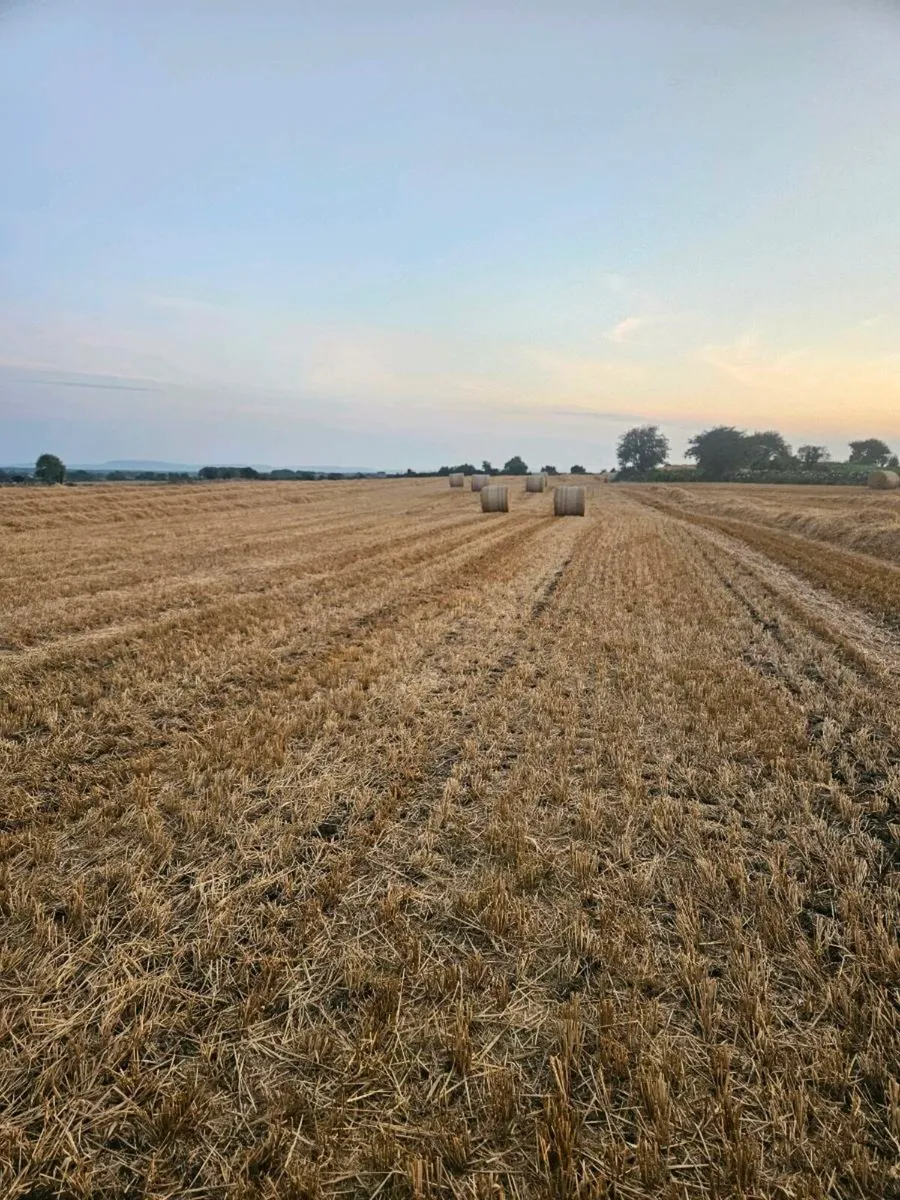 Spring barley straw - Image 1