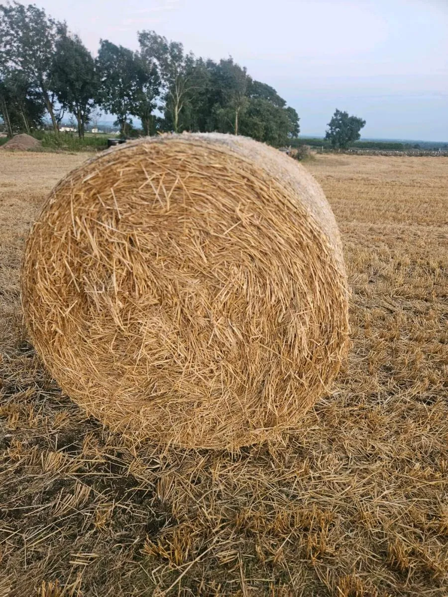 Spring barley straw - Image 2