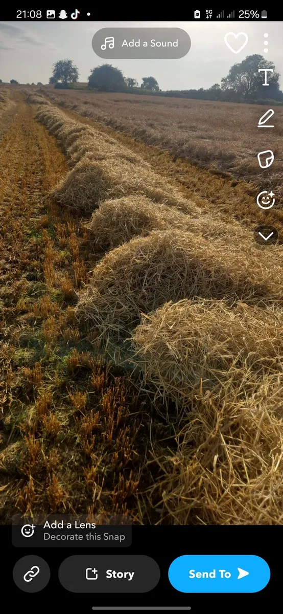 Spring barley straw - Image 4
