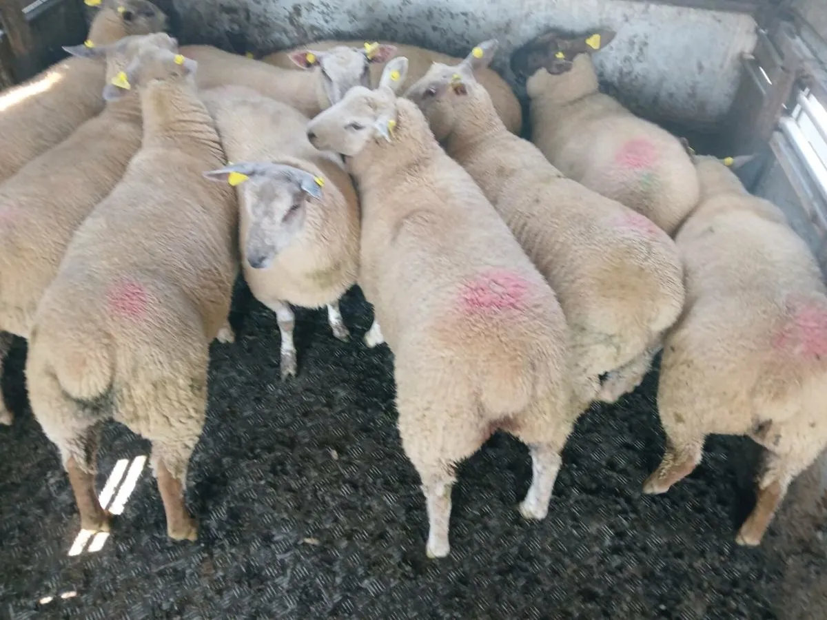 Ewe lambs - Image 1