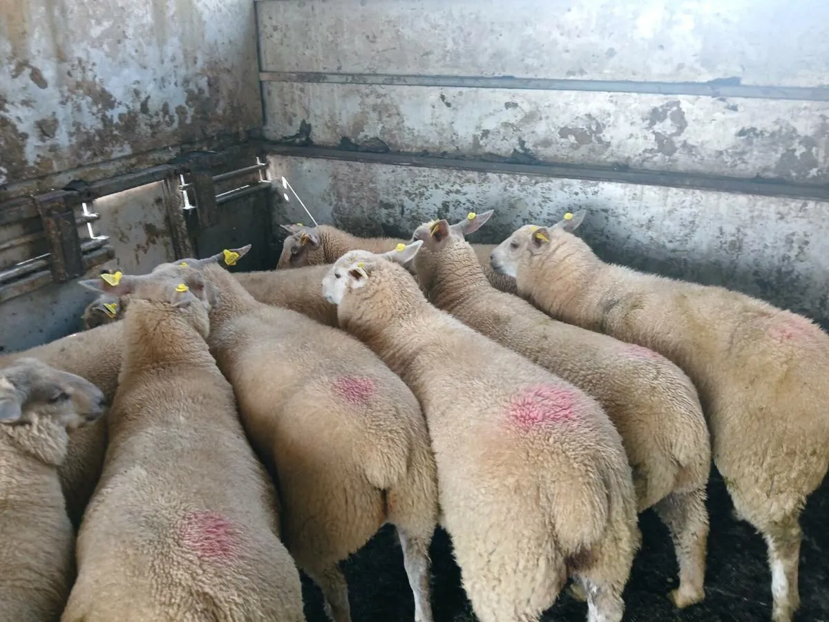 Ewe lambs - Image 2