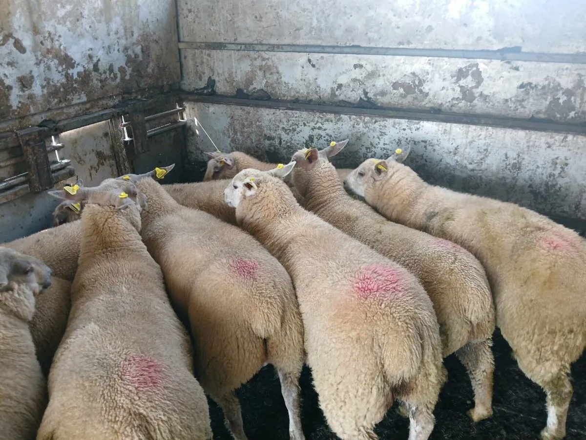 Ewe lambs - Image 3