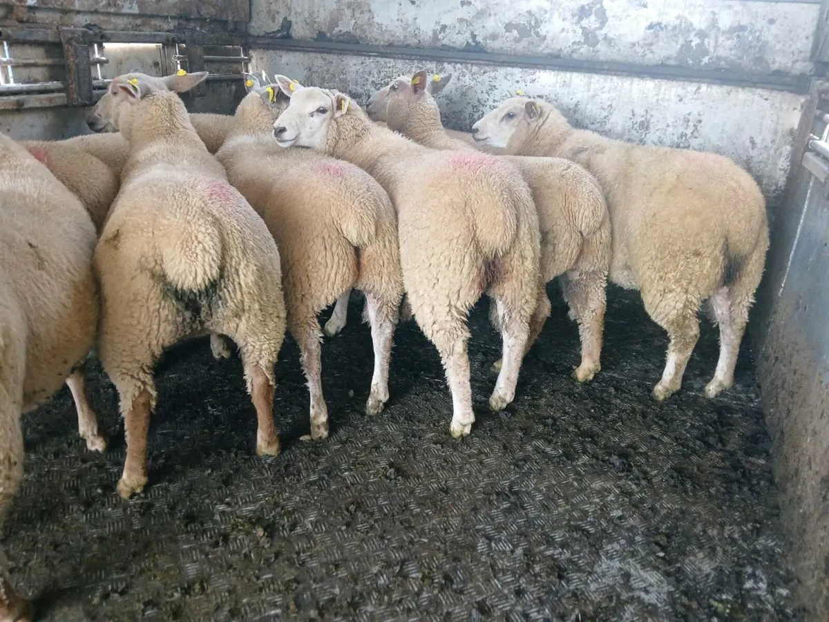 Ewe lambs - Image 4