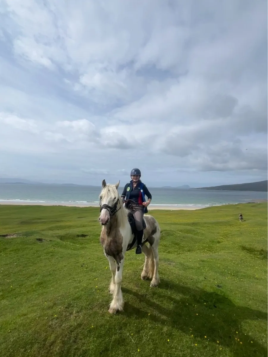 15hh 6yr old gelding ride & drive - Image 1