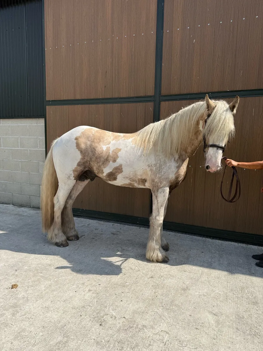15hh 6yr old gelding ride & drive - Image 2