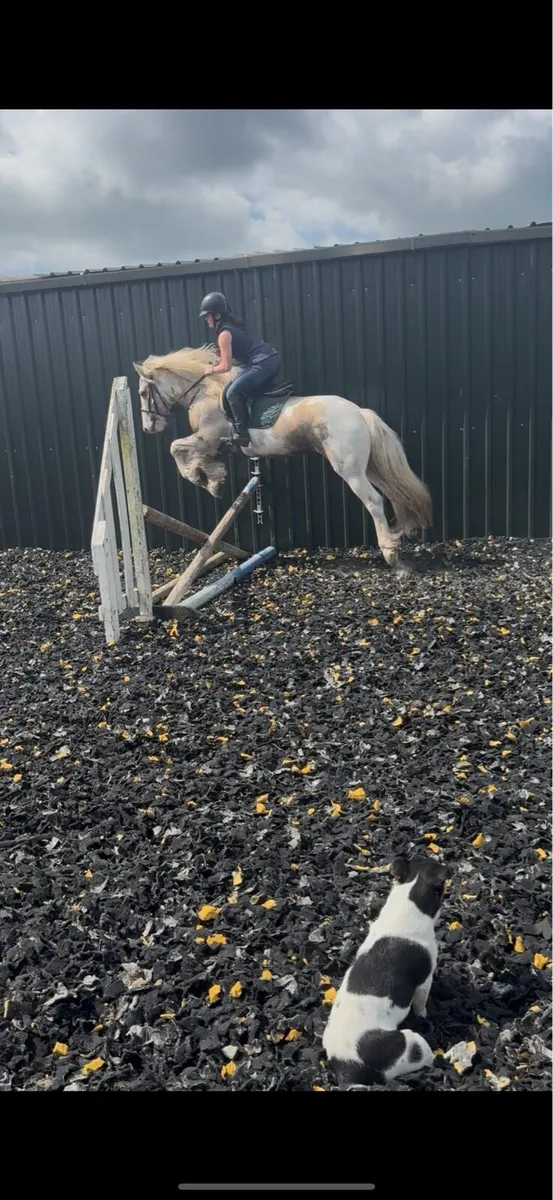 15hh 6yr old gelding ride & drive - Image 3