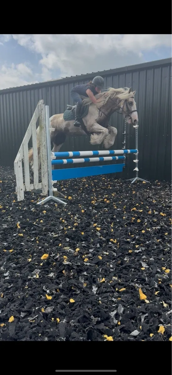 15hh 6yr old gelding ride & drive - Image 4
