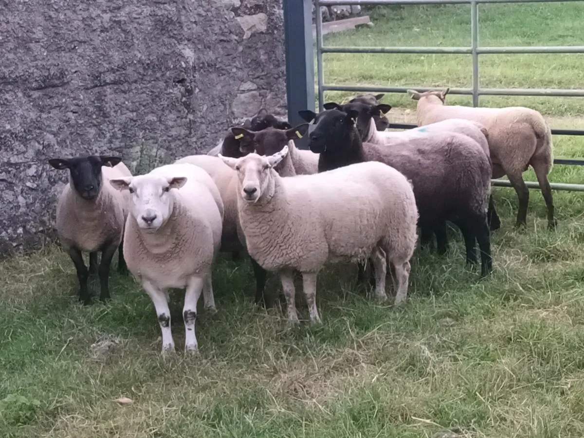 10 THREE YEAR OLD EWES - Image 1