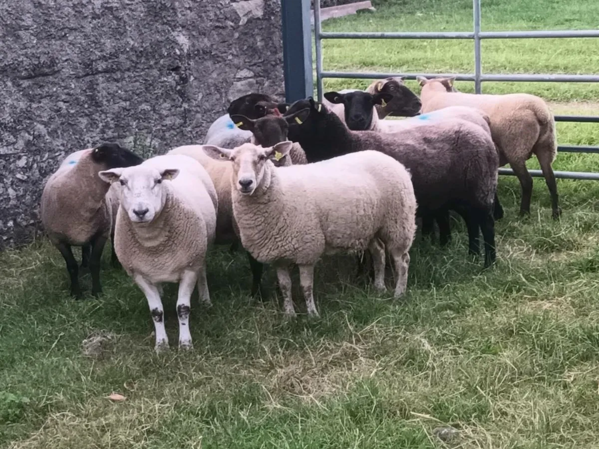 10 THREE YEAR OLD EWES - Image 2