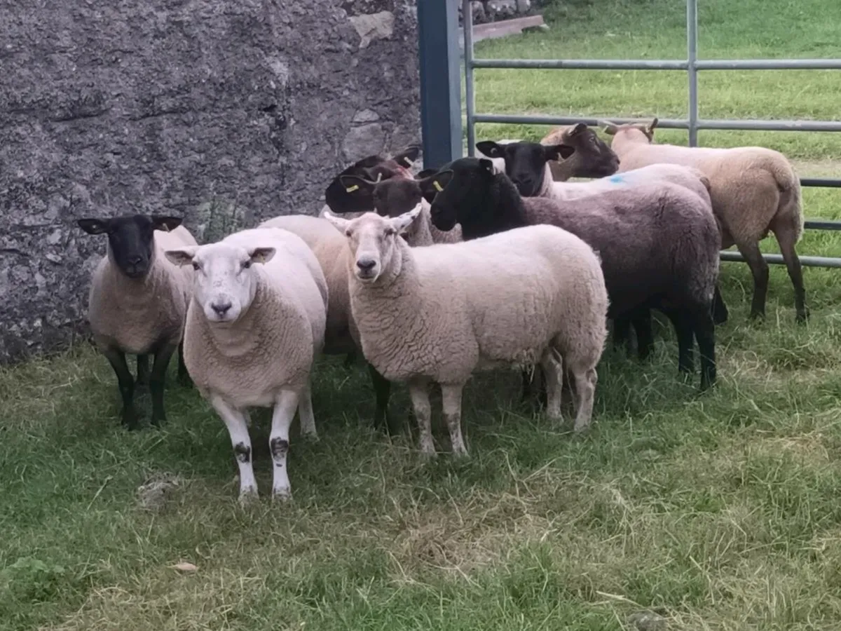 10 THREE YEAR OLD EWES - Image 3