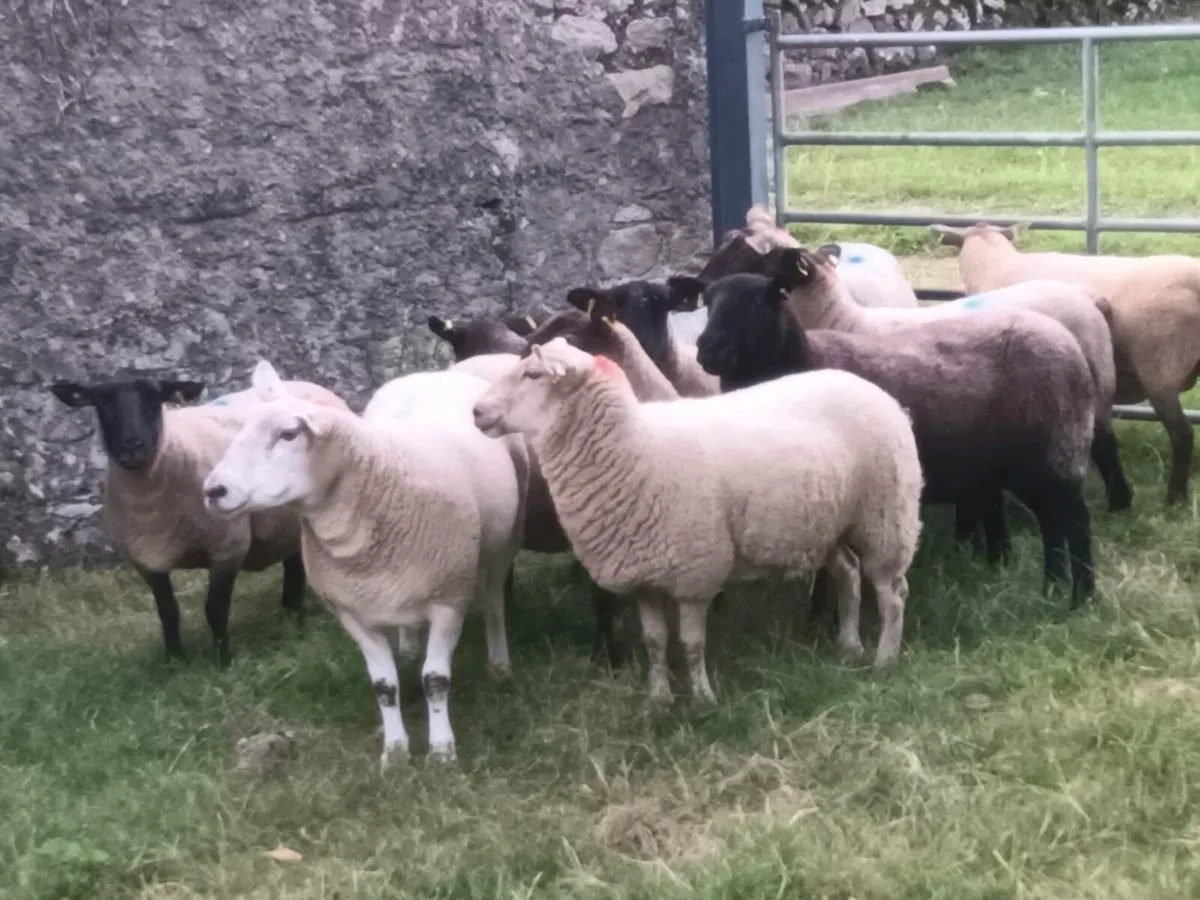 10 THREE YEAR OLD EWES - Image 4