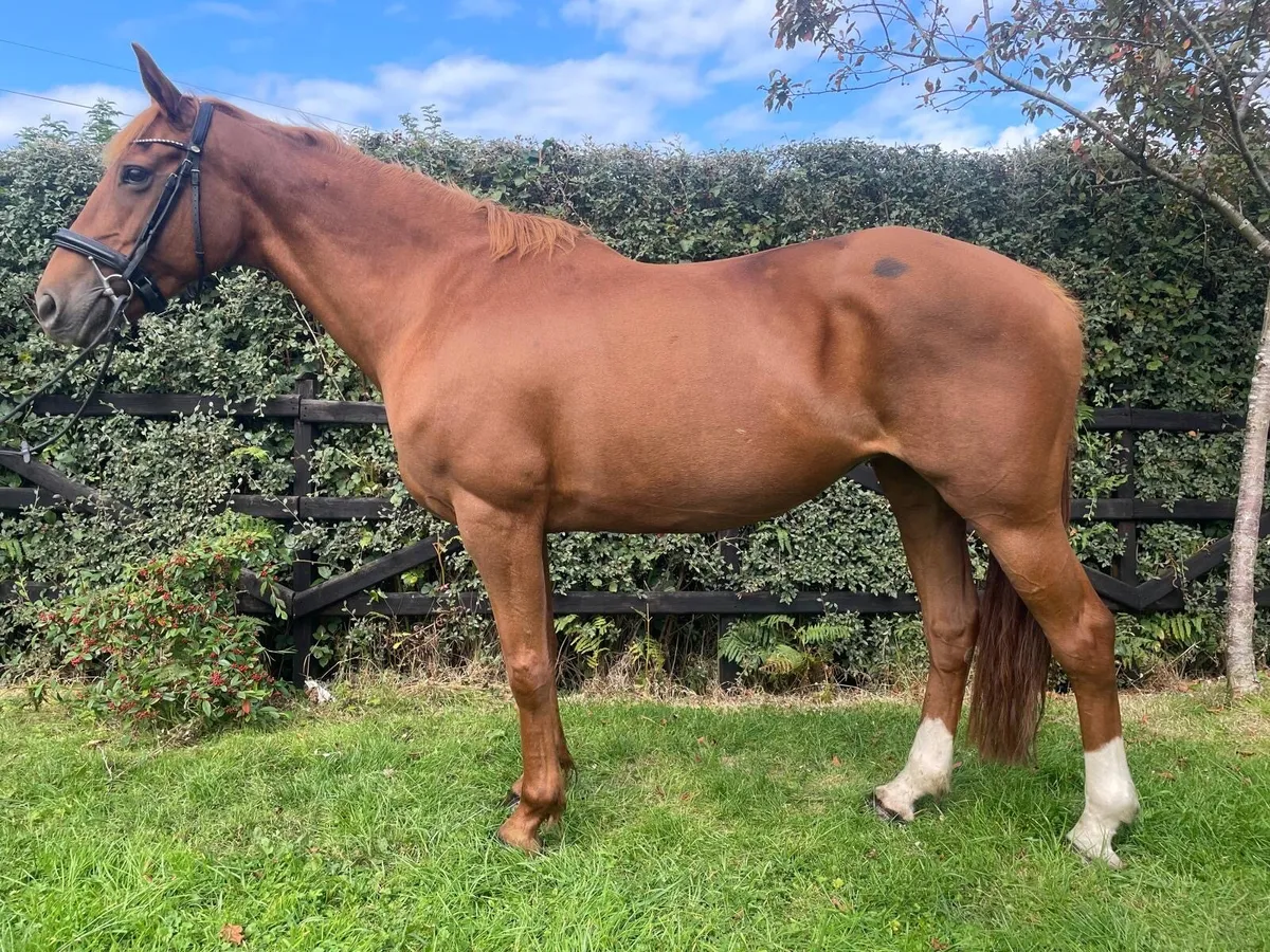 riding club alrounder - Image 1
