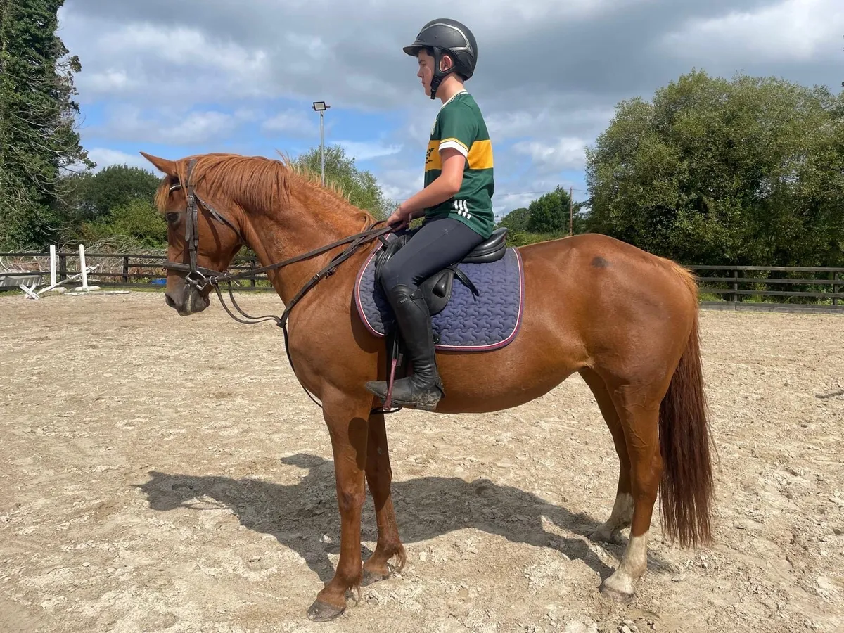riding club alrounder - Image 2