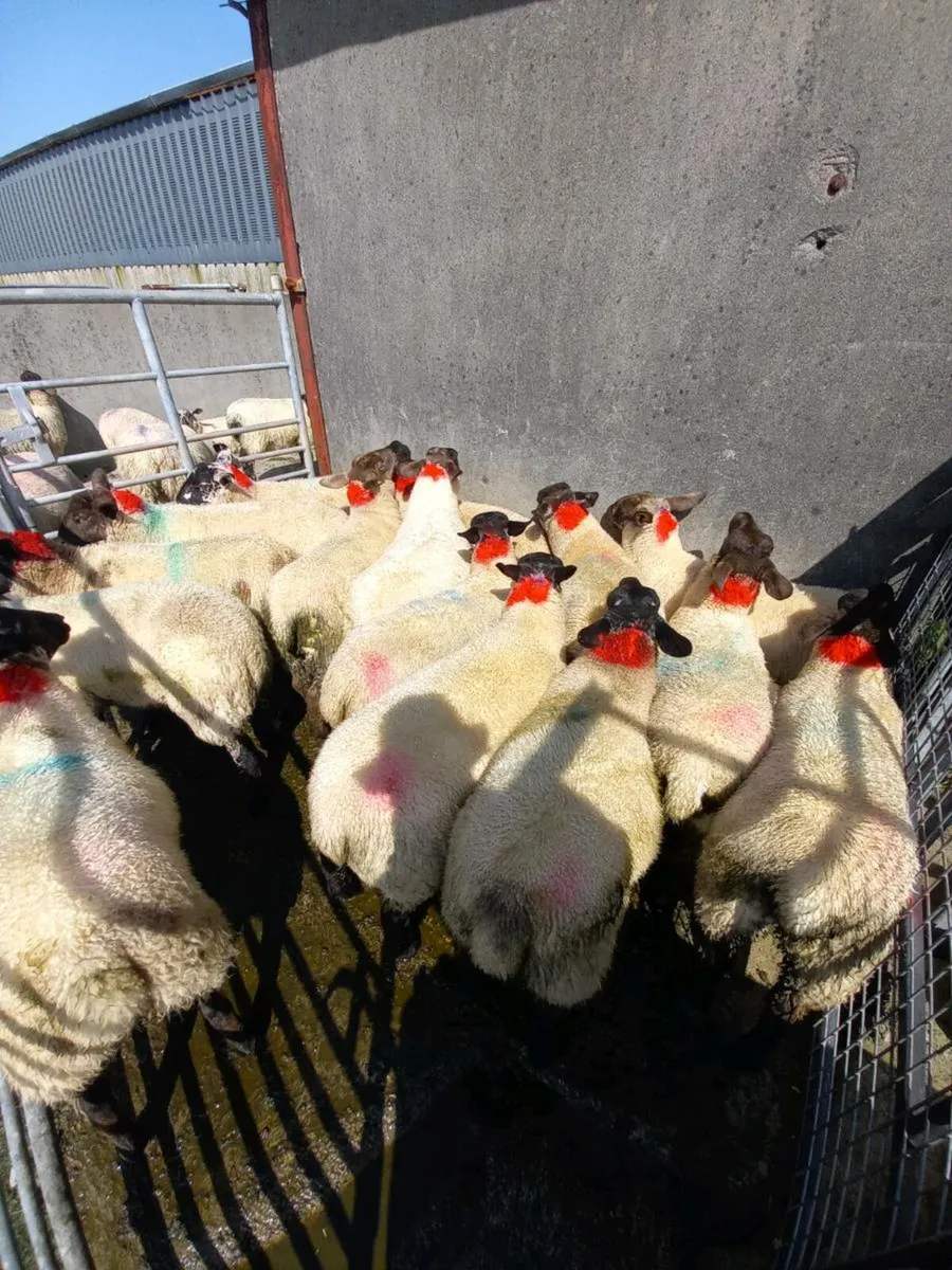 Suffolk X Ewe lambs - Image 2